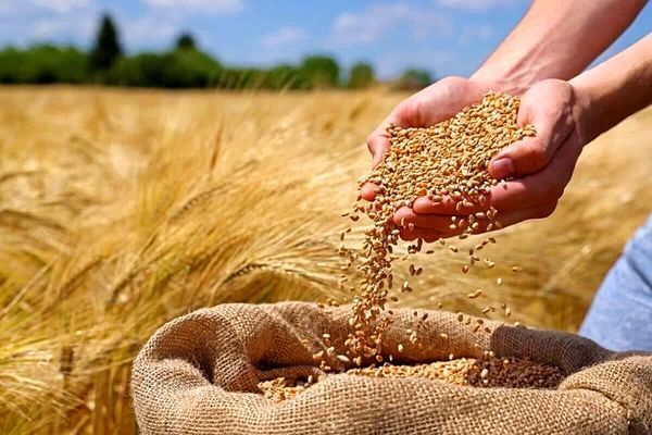 تامین ۲۷ هزار تن نیاز بذر گندم آذربایجان غربی درسال زراعی پیش رو