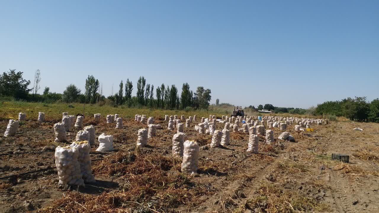 پیش بینی برداشت بیش از ۶۰ هزارتن سیب زمینی در آذربایجان غربی