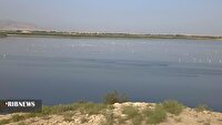 افزایش ۱۰ درصدی جمعیت پرندگان در تالاب‌های شهرستان نقده