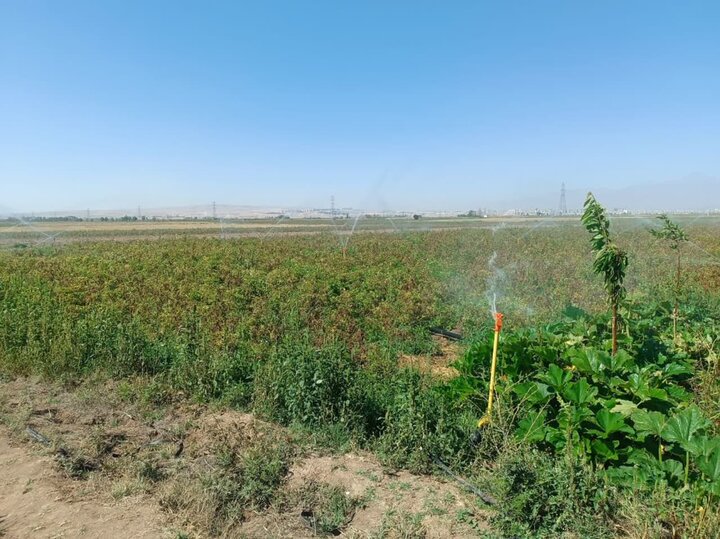 بهره‌برداری از سامانه‌های نوین آبیاری در استان اردبیل