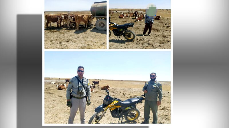 پیام آذری