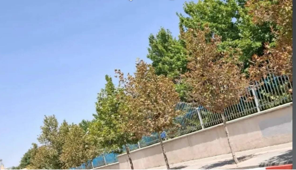 علت خشک شدن درختان خیابان دانشکده ارومیه مشخص شد