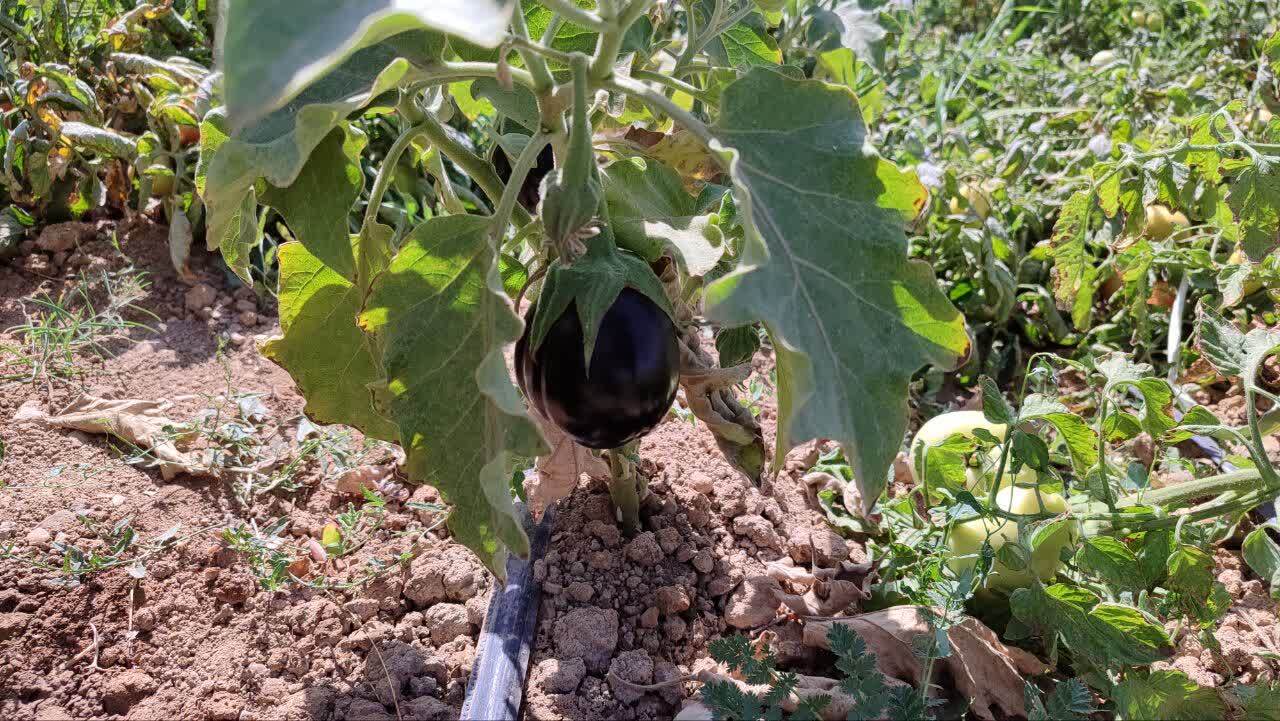 پیام آذری