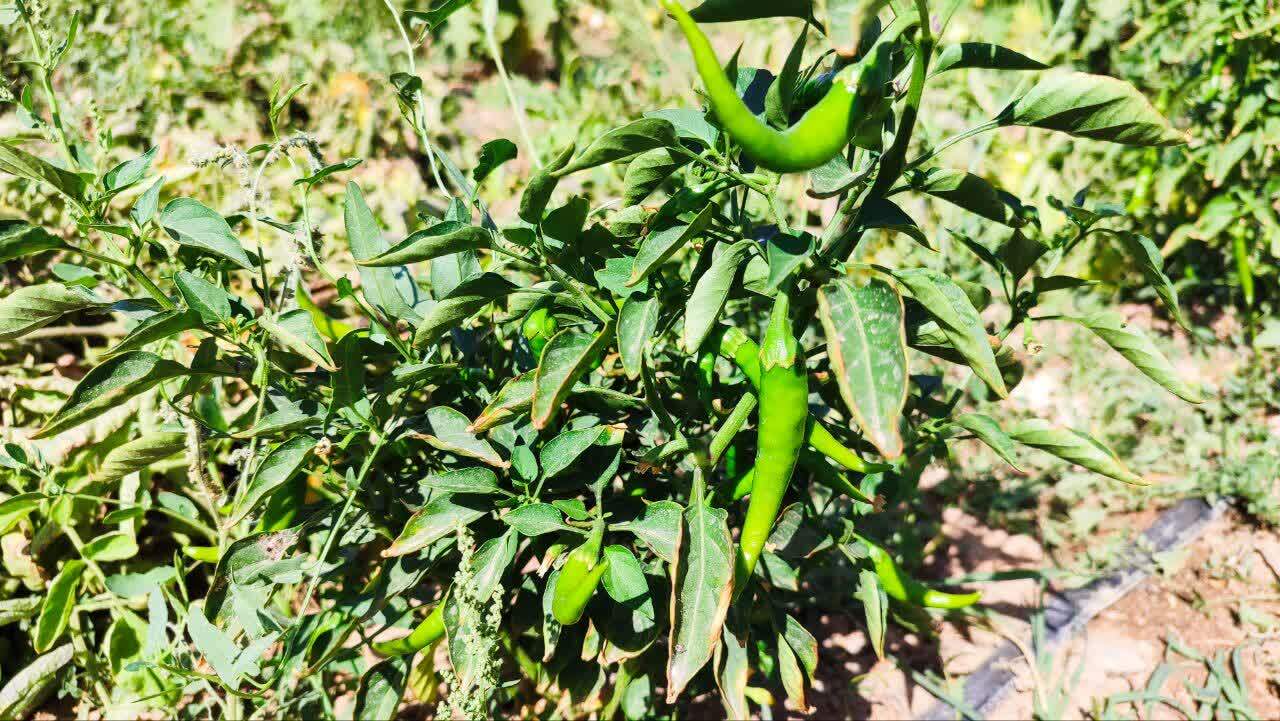 پیام آذری