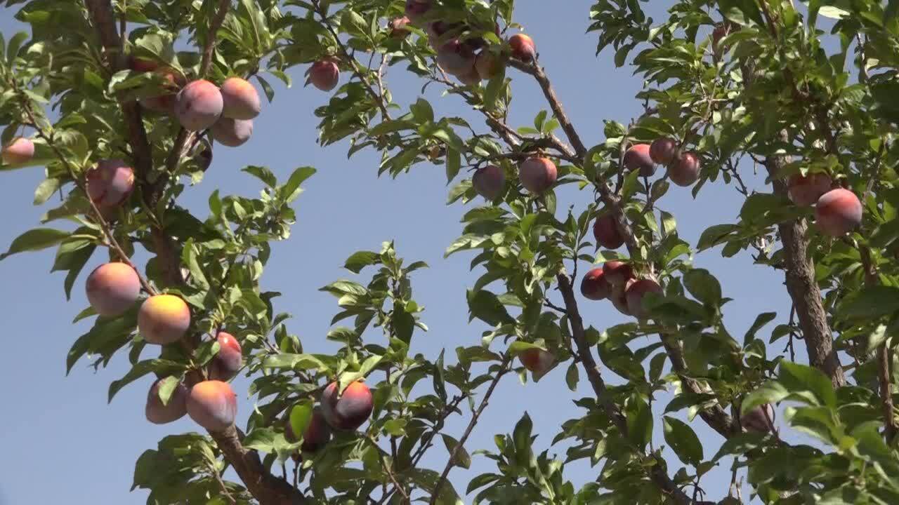 پیام آذری