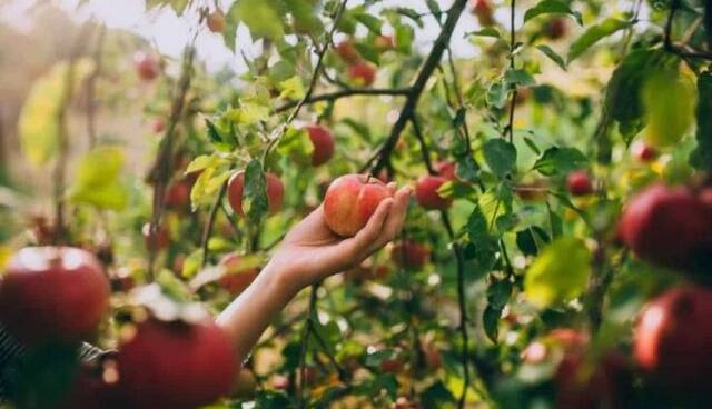 تمرکز بر توسعه باغات کم‌آب‌بر و اجرای روش‌های نوین آبیاری در آذربایجان غربی