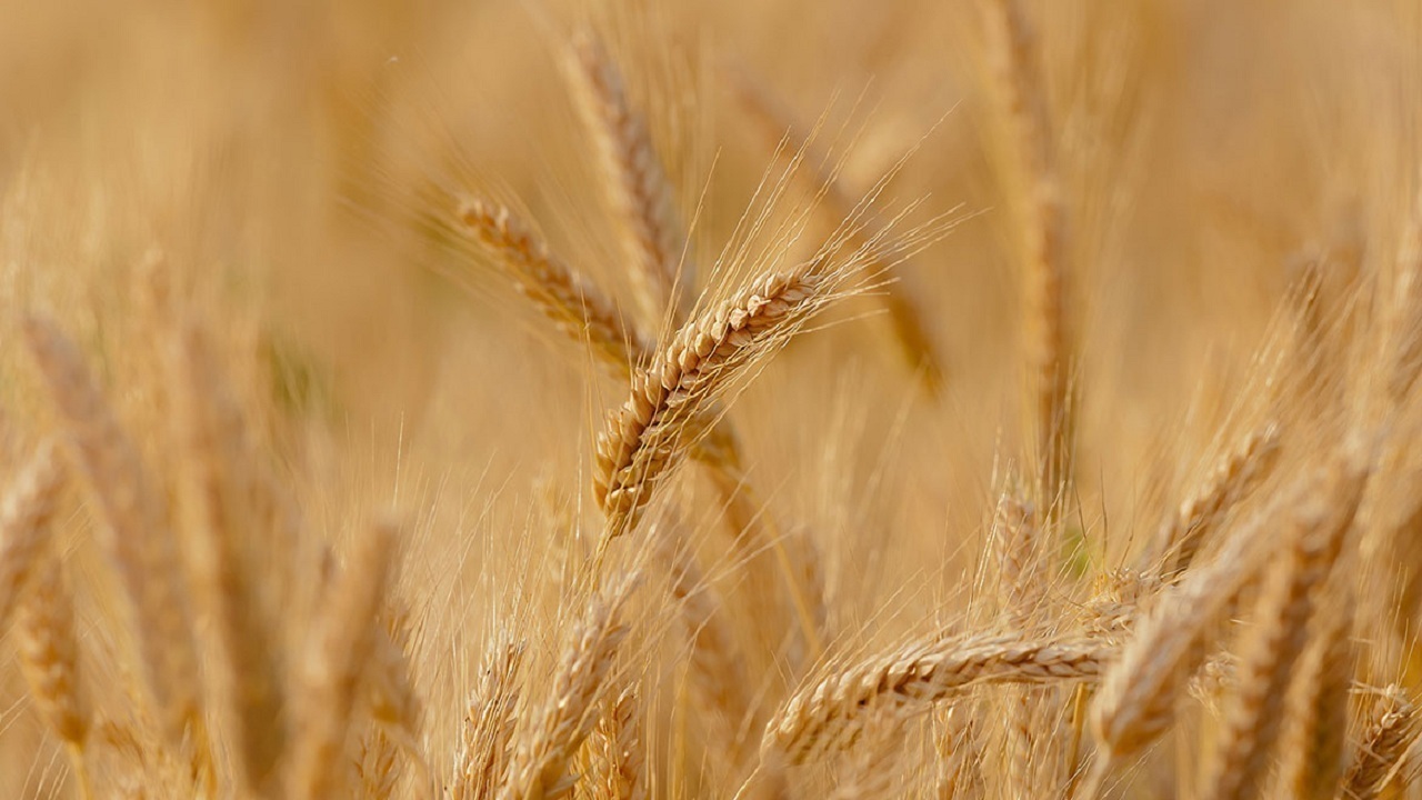 پیام آذری