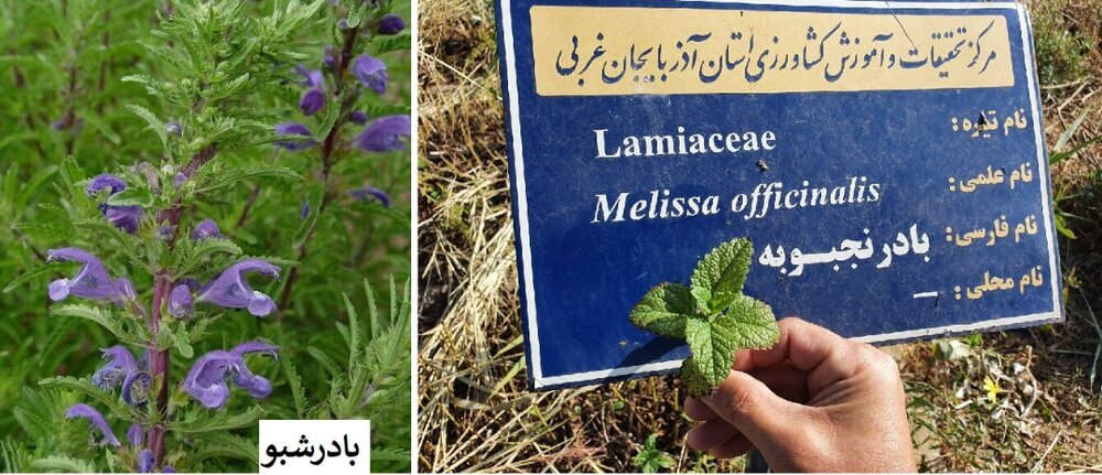 پیام آذری