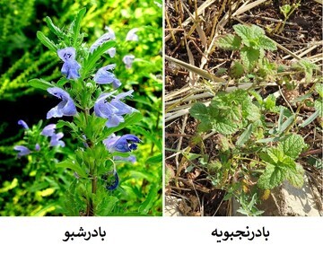 پیام آذری