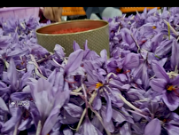 توسعه کشت زعفران در پارس آباد برای مدیریت منابع آبی