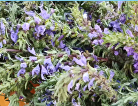 برگزاری جشنواره بادرشبی در شهرستان مراغه