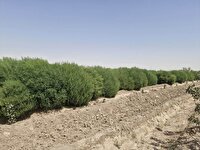 پایش تولید گیاهان مقاوم به شوری در بخش ایلخچی اسکو