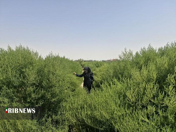 پیام آذری