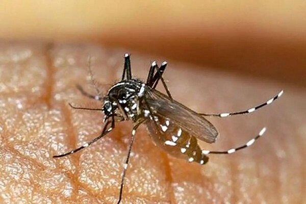 بررسی نمونه خون افراد ساکن در مناطق مشکوک به وجود پشه آئدس در اصلاندوز