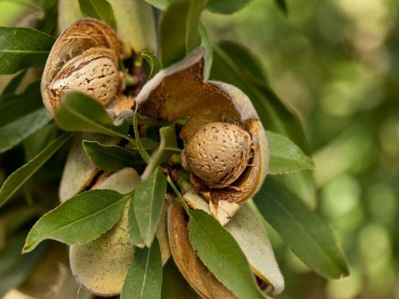 پیام آذری