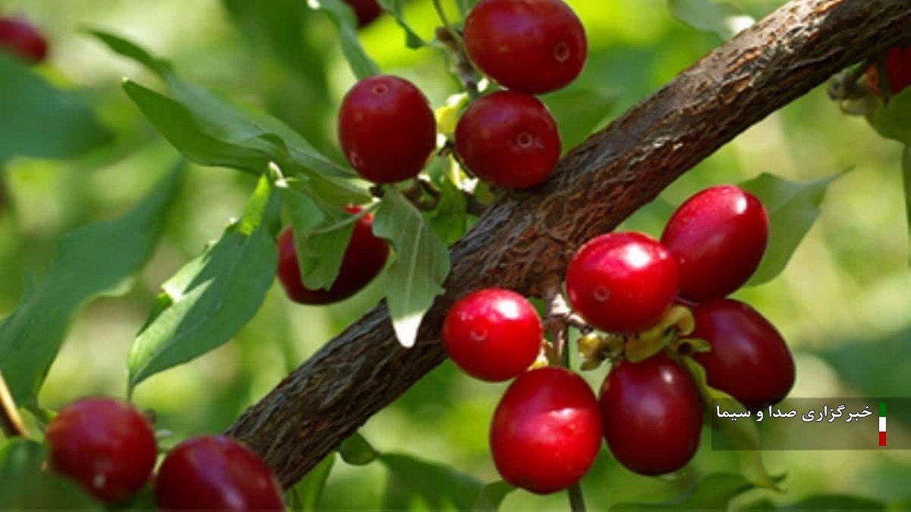 پیام آذری
