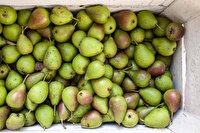 تولید ۶۰۰ ۶ تُن گلابی در آذربایجان شرقی