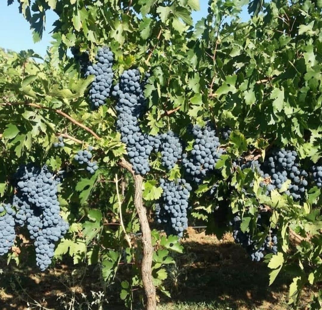 پیام آذری
