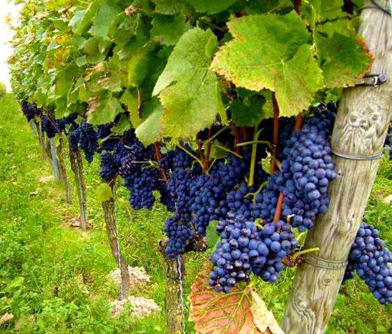 پیام آذری