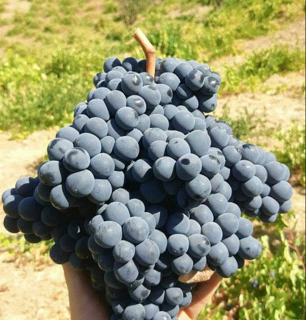 پیام آذری