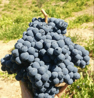 پیام آذری