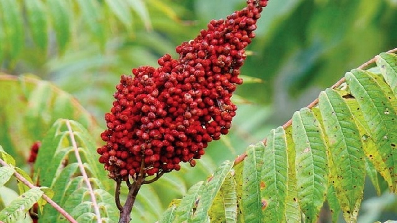 پیام آذری