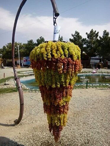 آغاز  هشتمین جشنواره انگور در ارومیه
