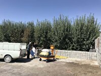 اخطار جدی جهاد کشاورزی ارومیه به واحد‌های غیرمجاز جمع‌آوری سیب زیر درختی