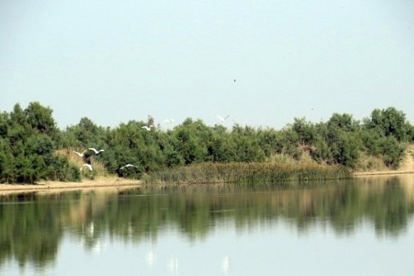 پیام آذری