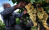 برداشت انگور از باغات آذربایجان غربی