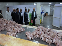 زنجیره تولید در کشتارگاه اردبیل تکمیل می شود