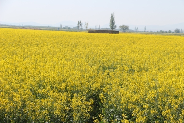 پیام آذری