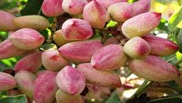 یامچی قطب تولید پسته در آذربایجان شرقی