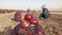 برداشت ۲۰ هزارتن پیاز از مزارع شهرستان نقده