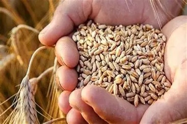 ذخایر گندم استان در وضعیت مطلوب قرار دارد