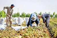 هشدار برداشت سریع محصولات کشاورزی به کشاورزان