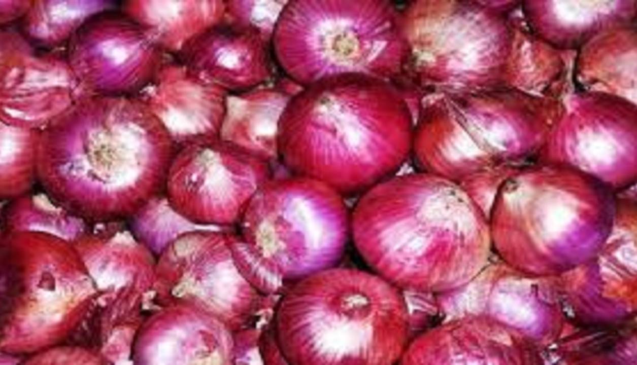 پیش‌بینی برداشت ۷۲ هزار تن پیاز در آذربایجان شرقی