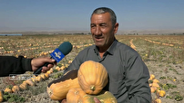 مشگین شهر قطب تولید کدو حلوایی