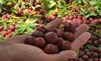 کاشت عنّاب در آذربایجان شرقی، برای مدیریت مصرف آب