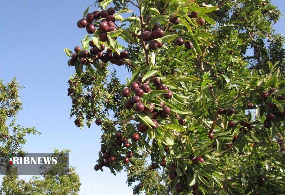پیام آذری