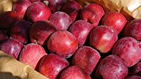 سیب مراغه راهی بازار‌های جهانی