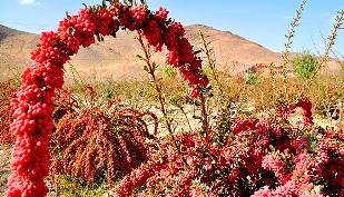 بزرگترین باغ زرشک جهان در ایران است!