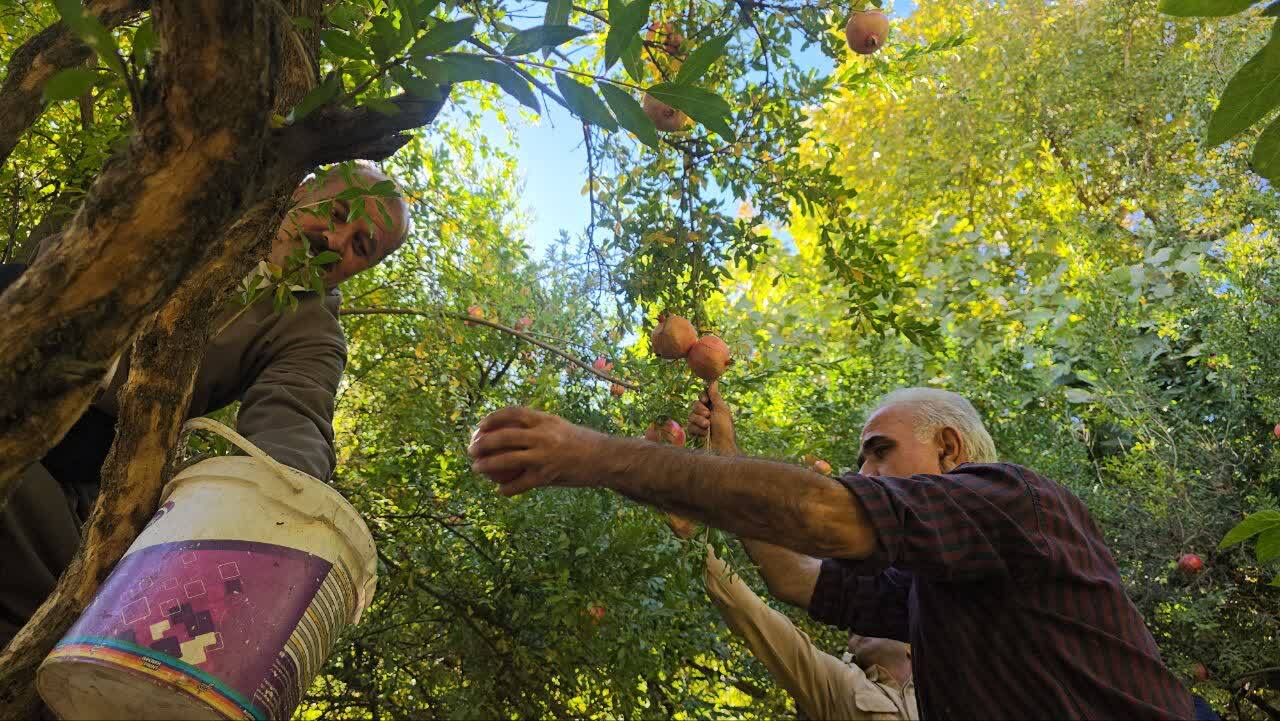 پیام آذری
