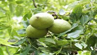 عجب‌شیر رتبه نخست تولید گردو در آذربایجان شرقی