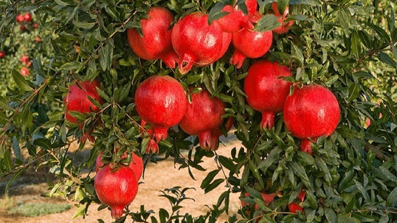 پیام آذری