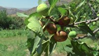 پیش‌بینی برداشت بیش از ۱۲۰۰ تن انجیر از باغات سردشت