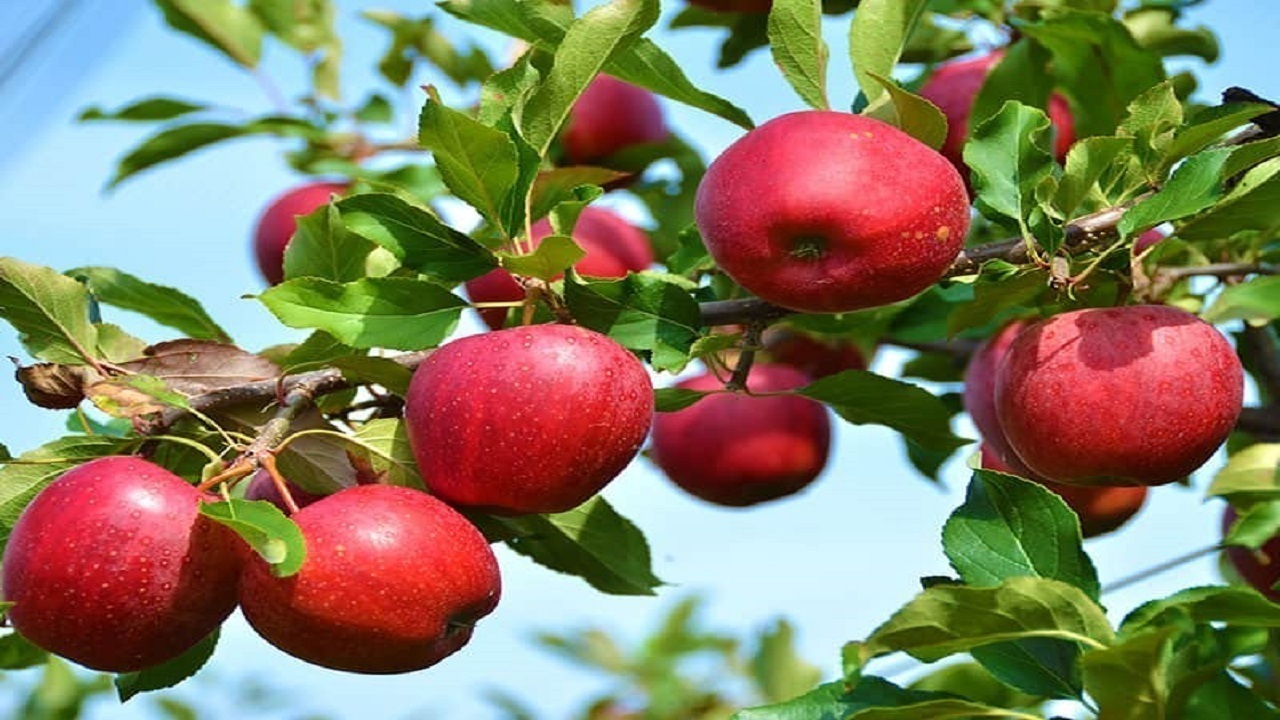 پیام آذری