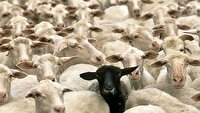 تعطیلی بازار‌های هفتگی دام در سراب