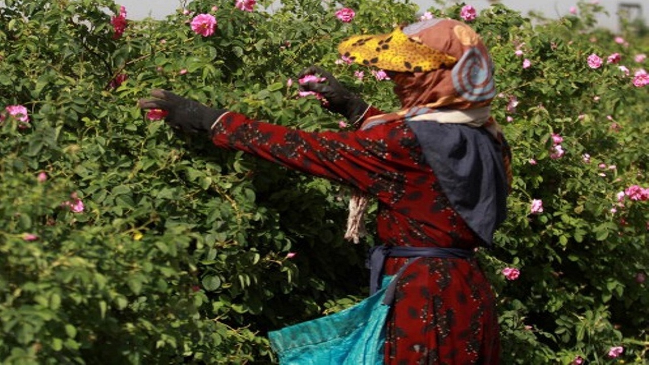 پیام آذری