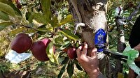 پلاک کوبی پنج هزار درخت برای زکات در آذربایجان شرقی